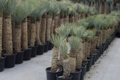 Yucca rostrata
